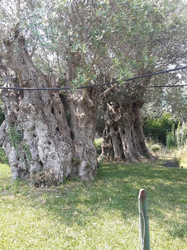 Trattoria Da Luisa, Peschiera del Garda