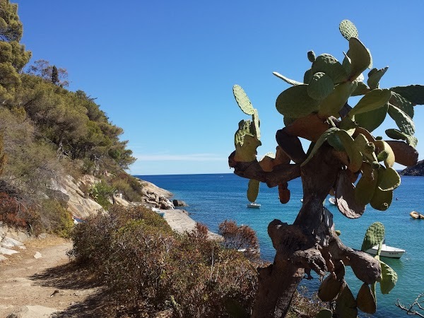 Il Pino Solitario, Fetovaia