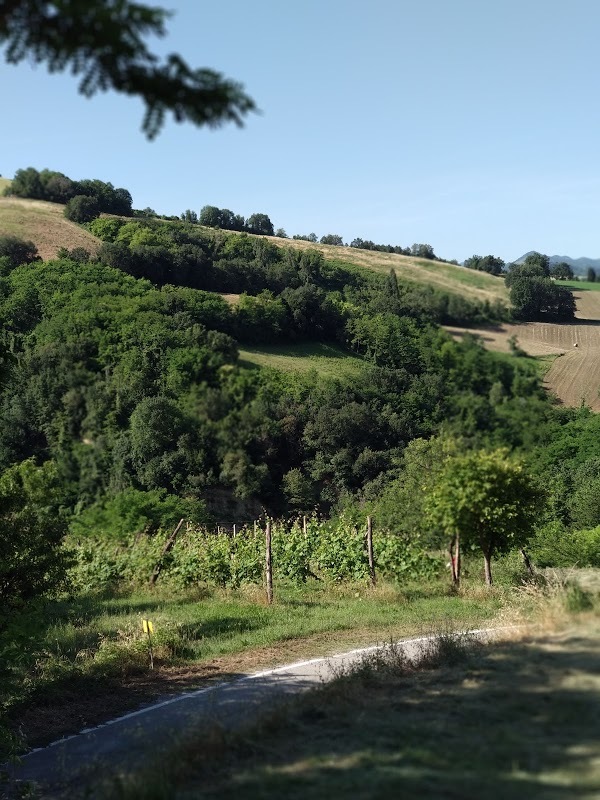 Azienda Agricola Le Vigne, Meldola