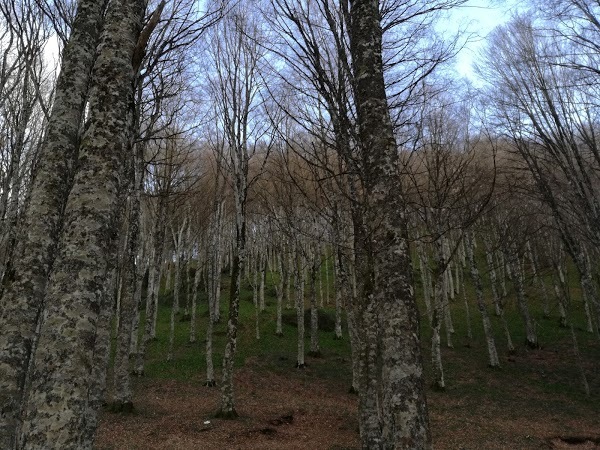 Agriturismo La Nevena, Picerno