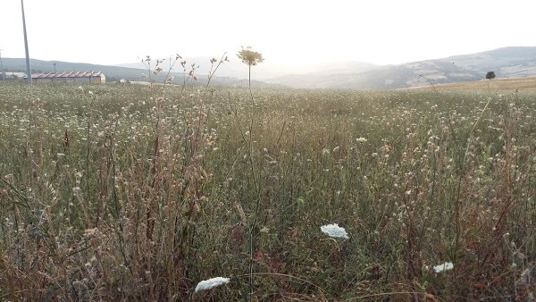 Stasera Pago Io, Pietragalla