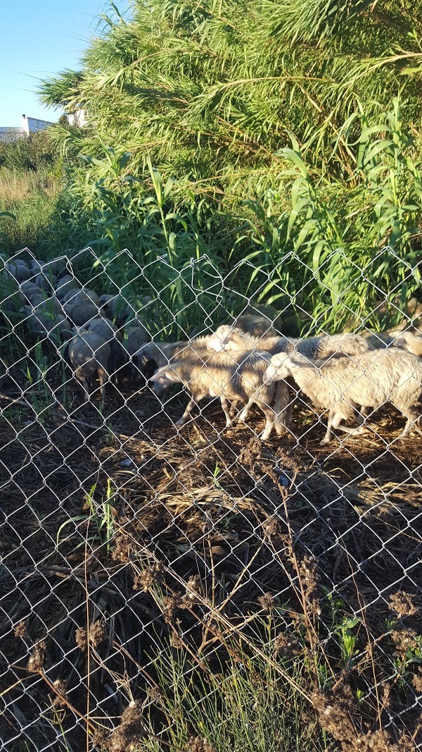 La Grottaccia, Fiumicino