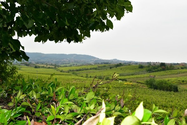 Tenuta Santi Apostoli, Frascati