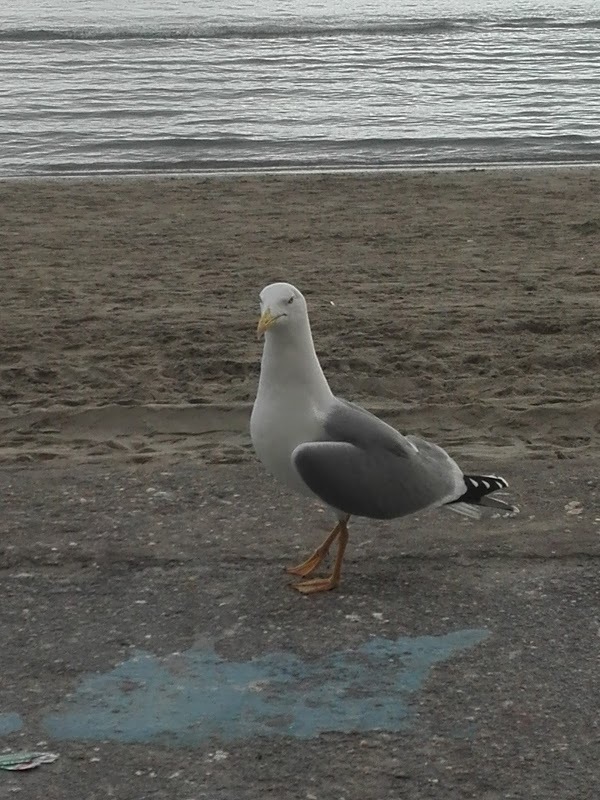 Golfo Blu, Alassio