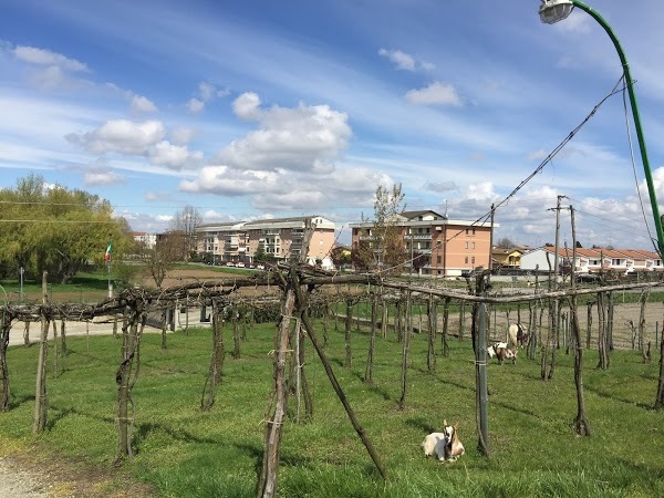 "agriturismo Pescarolo"di Lazzarin Paola, Robbio