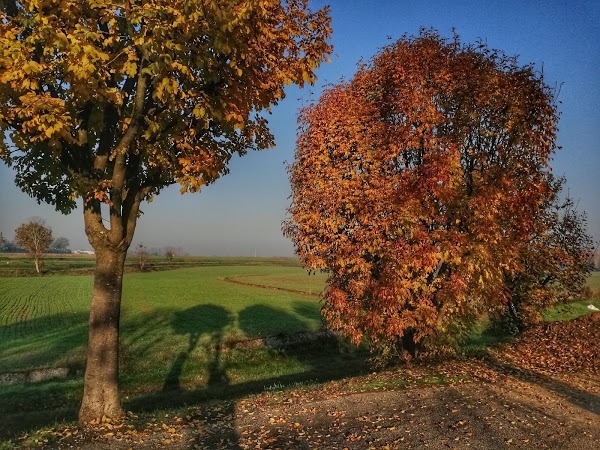 Molino Vecchio, Isola Dovarese