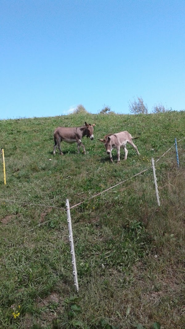 Agriturismo Le More, Camerata Cornello