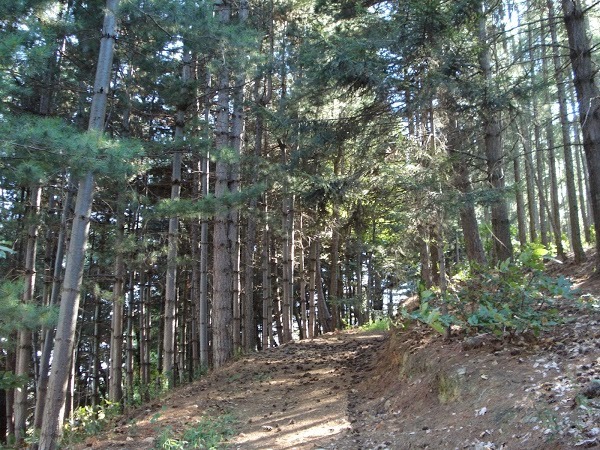 Foto di Agriturismo "la Pineta" - 9/10