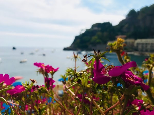 Il Delfino Angelo Mare Di Cingari Aurelio, Taormina