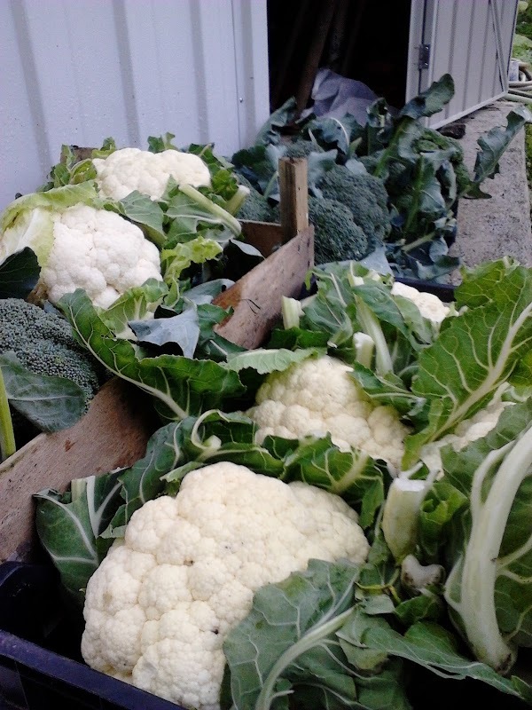 Azienda Agricola Tre Tesori, Piraino