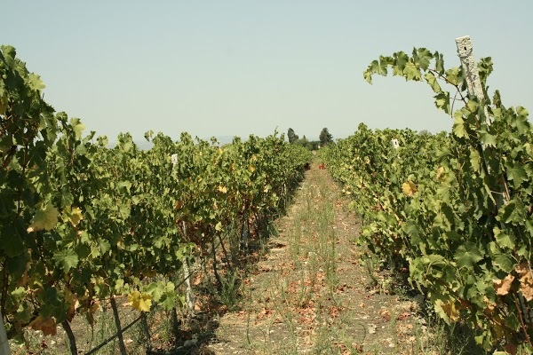 Cantine Gulino, Siracusa