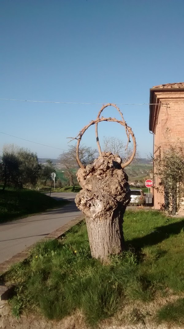 Osteria Il Pozzo Di Chiusure, Asciano