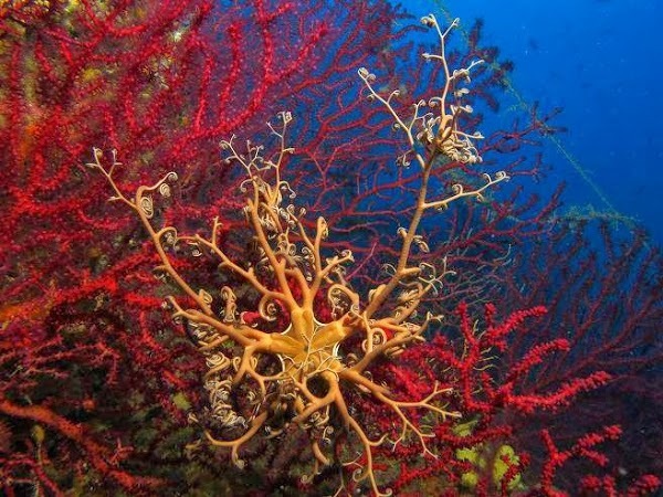 Abracadabra Di Argentario Divers, Monte Argentario