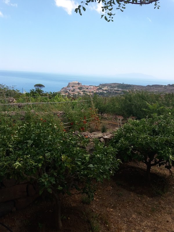 Azienda Agricola Biologica Valle Di Portovecchio, Capraia Isola