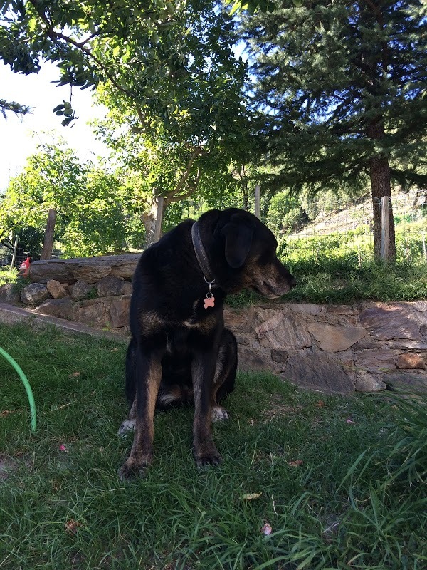 Foto di Jausenstation Sonnenhof - 10/10