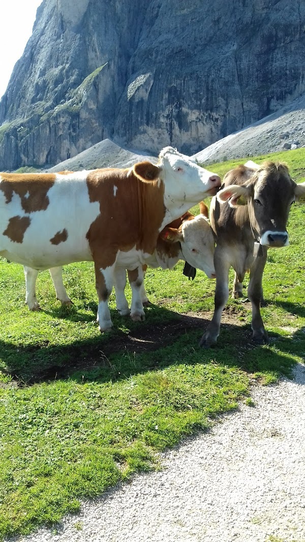 Malga Cason, Ortisei