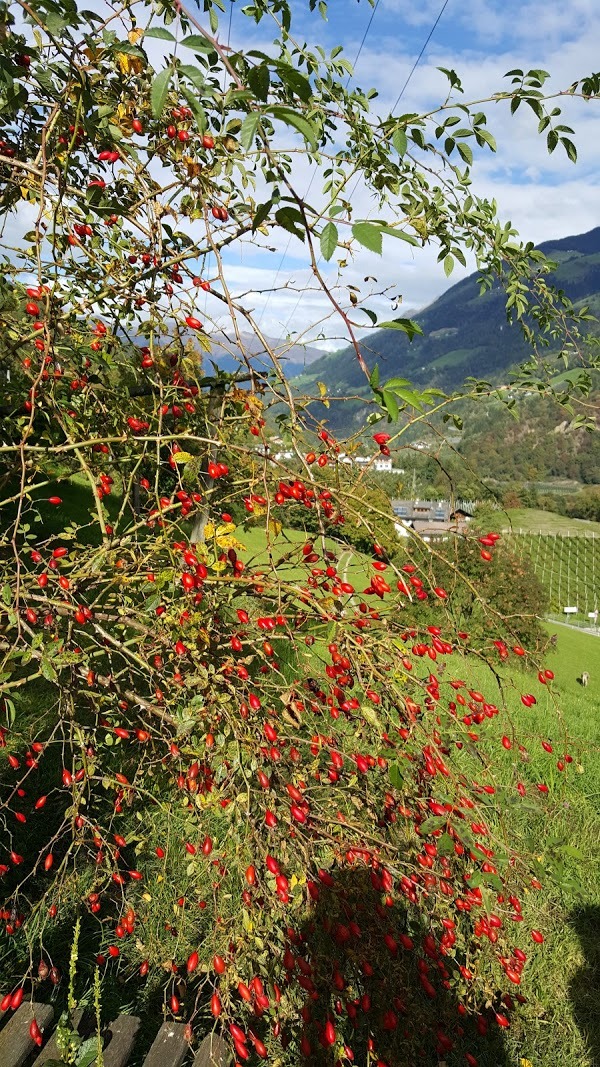 Restaurant Luferkeller, Rifiano