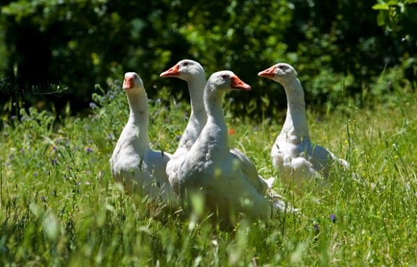 Agriturismo Sant'agata, Melfi