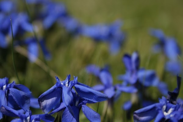 Foto di Rifugio Bec De Roces - 8/10