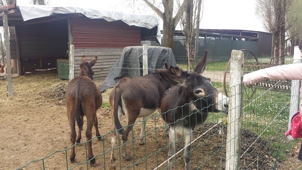 Foto di Agriturismo Il Cavallino - 4/10