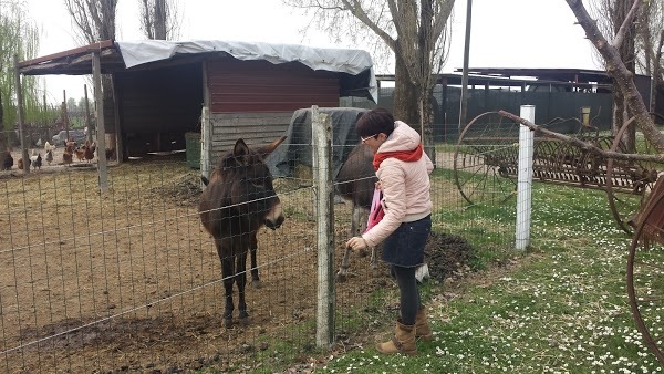 Agriturismo Il Cavallino, Arqua Polesine