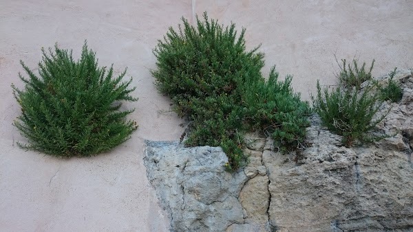 Alimentari Randieri Lucia, Siracusa