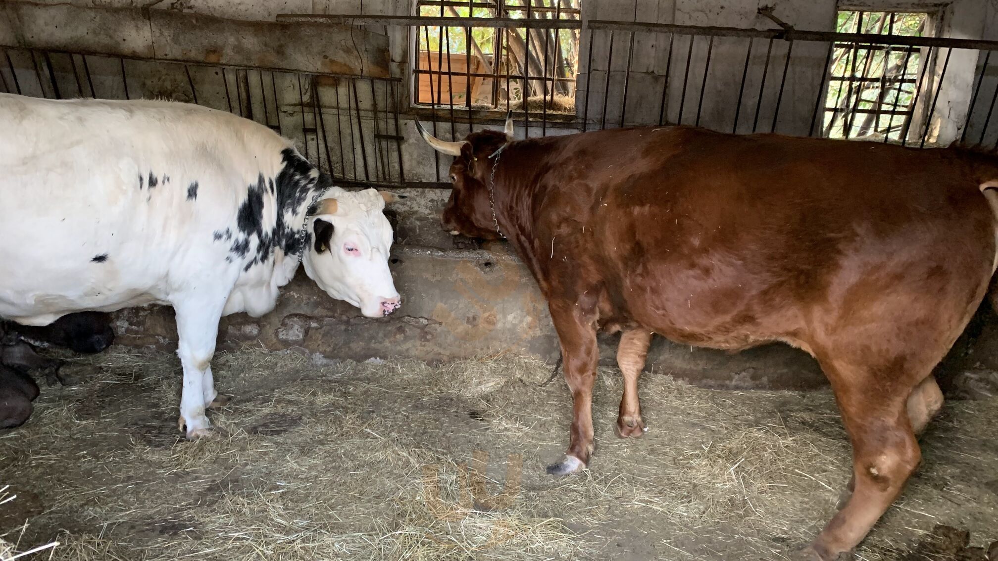 Foto di Azienda Agricola Cafissi Miria - 4/10