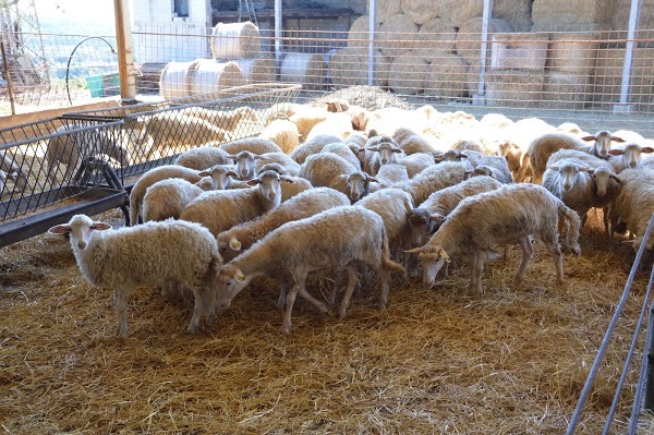 Azienda Agrituristica Caridà