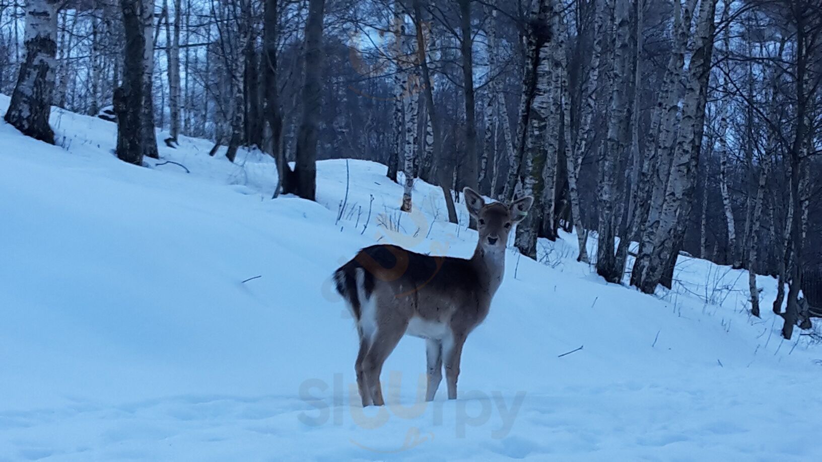 Foto di Ristoro Alpino Bossola - 9/10