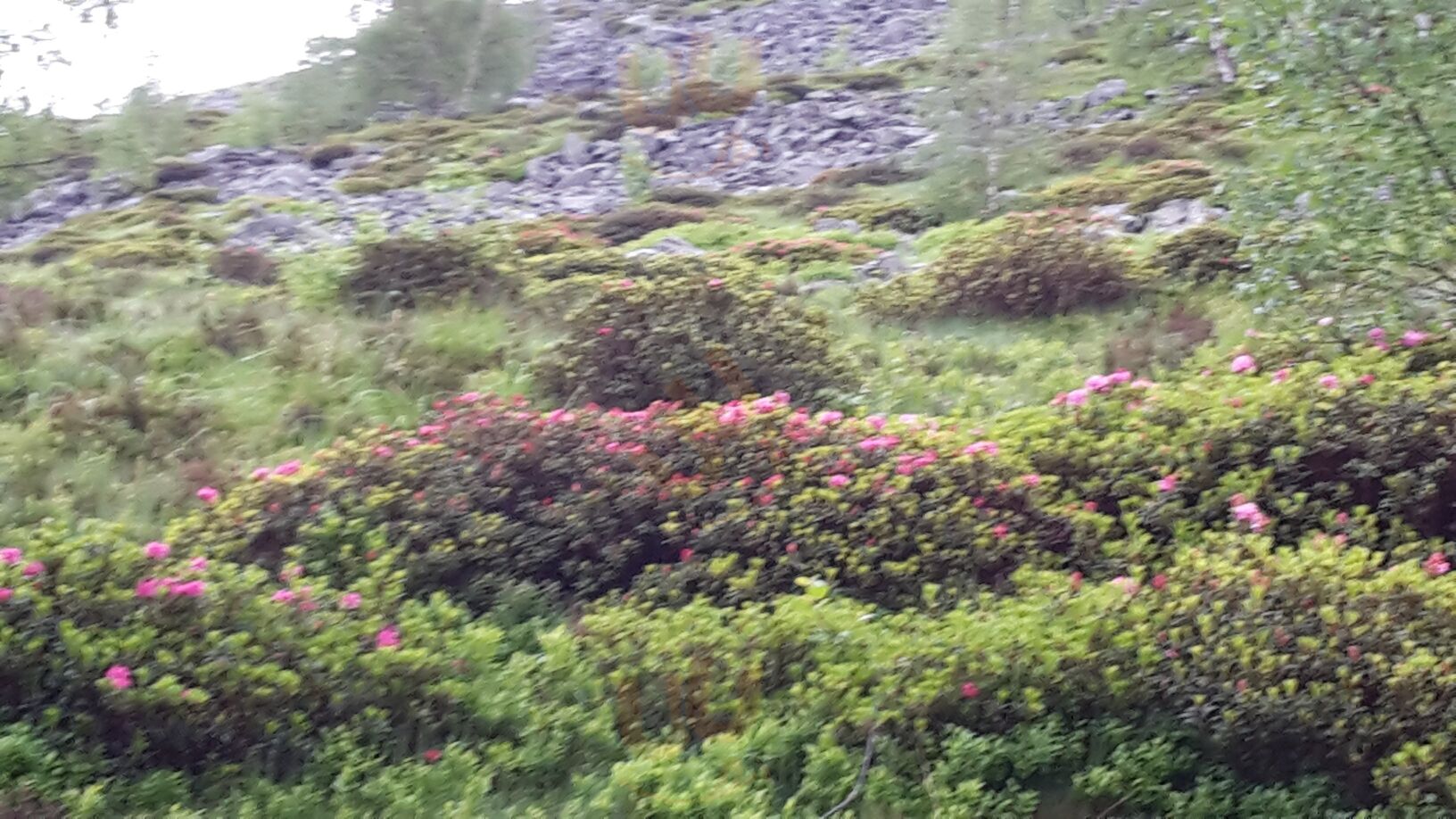 Foto di Ristoro Alpino Bossola - 6/10