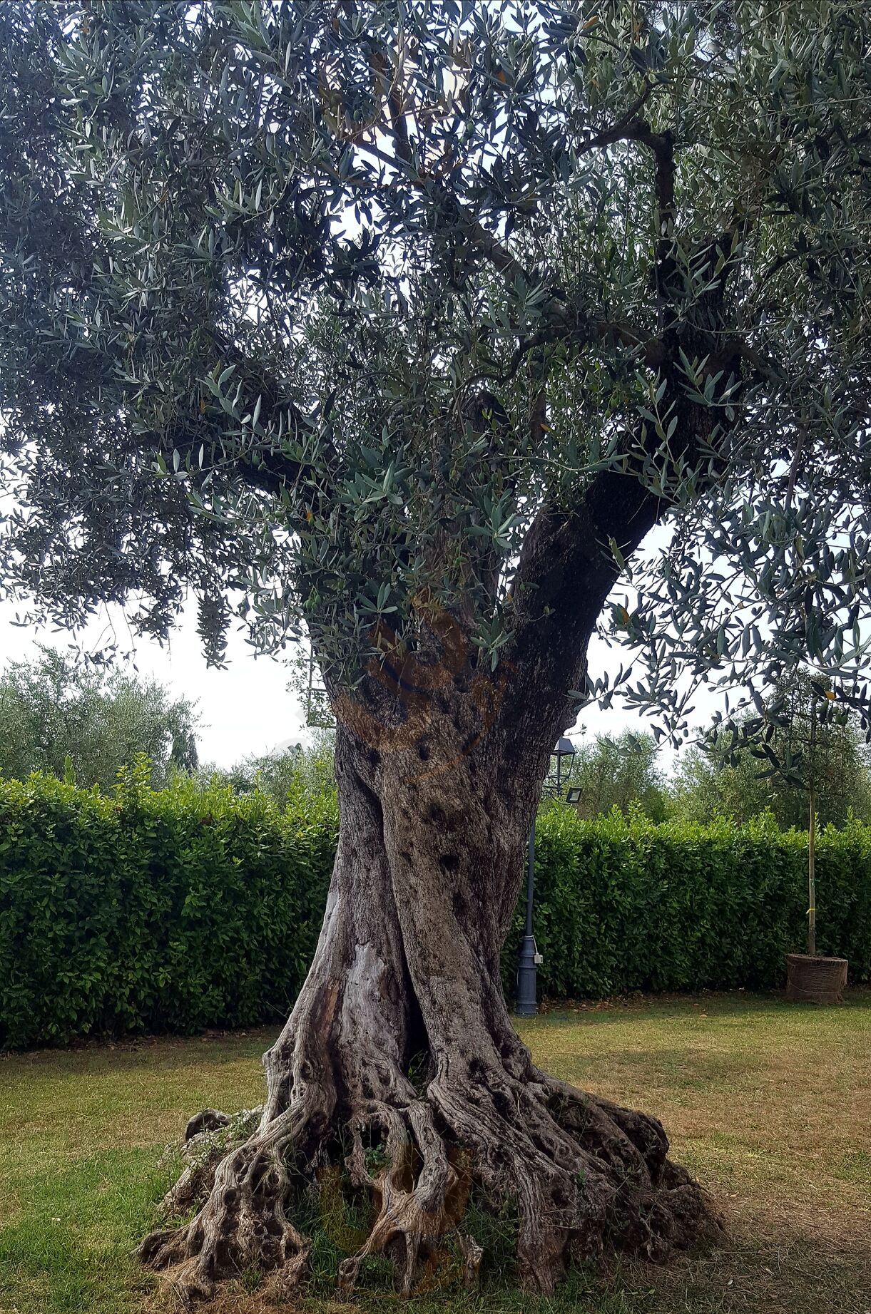 Agriturismo La Corte Degli Olivi