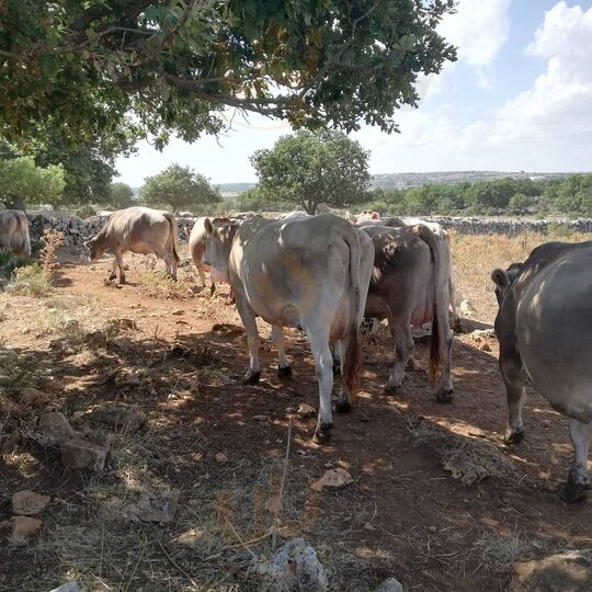 Foto 2 di Masseria Capo Iazzo