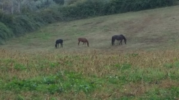 Agriturismo Rodeo, Montopoli di Sabina