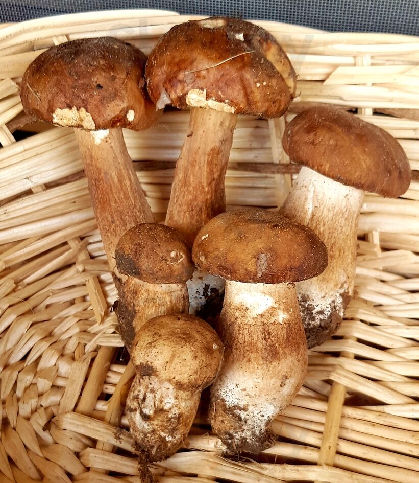 Foto 2