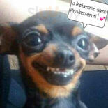 Foto 7 di Metámonte - Sirolo