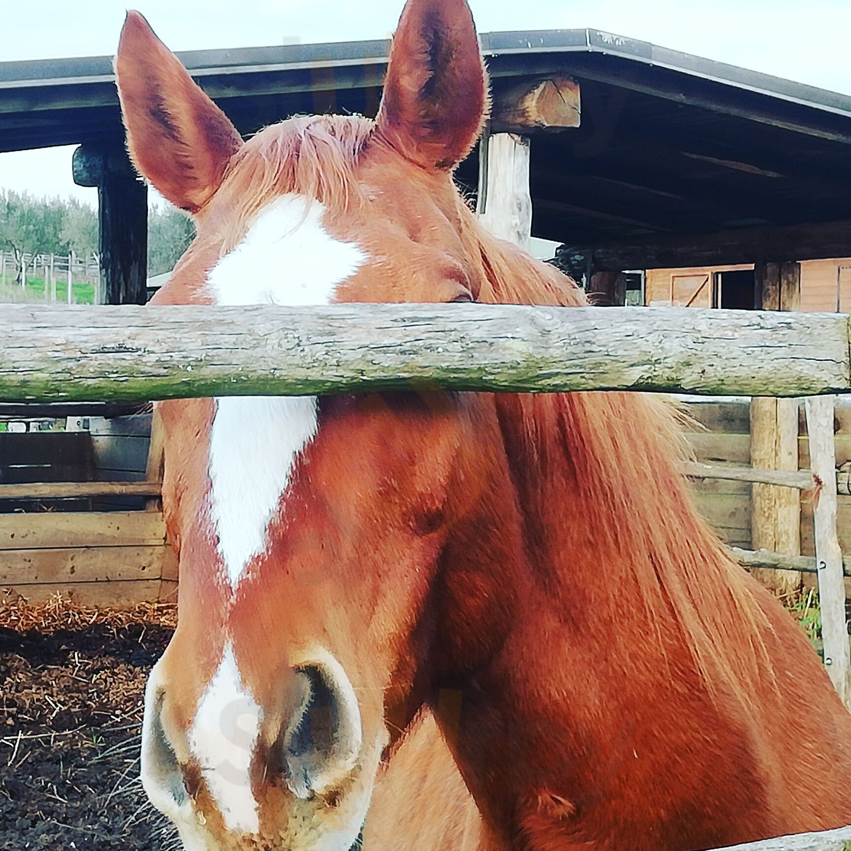 Foto di Fattoria Delle Due Rose - 7/7