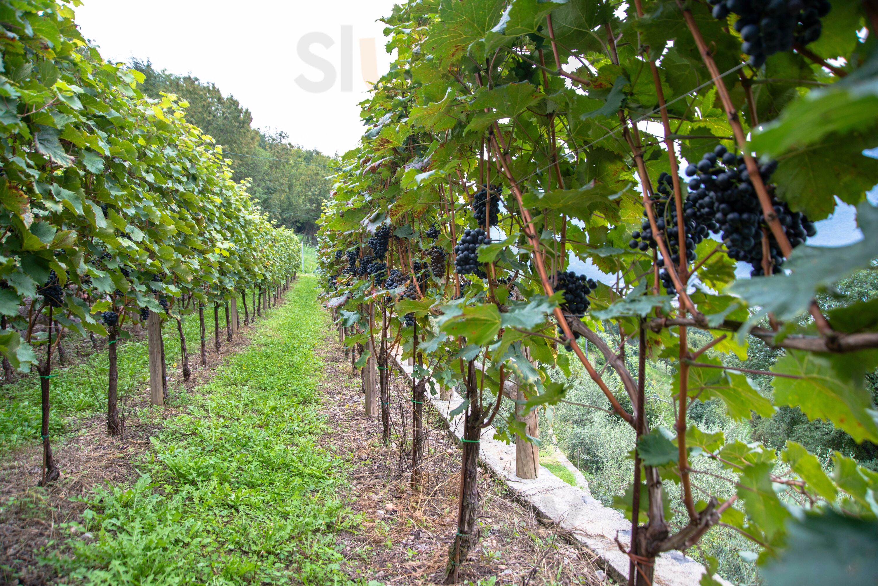 Foto di Az. Agricola Agrituristica Cascina Lorenzo - 8/10