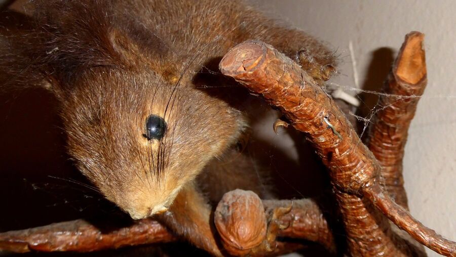 Foto di Agriturismo Cacciatori - 8/10