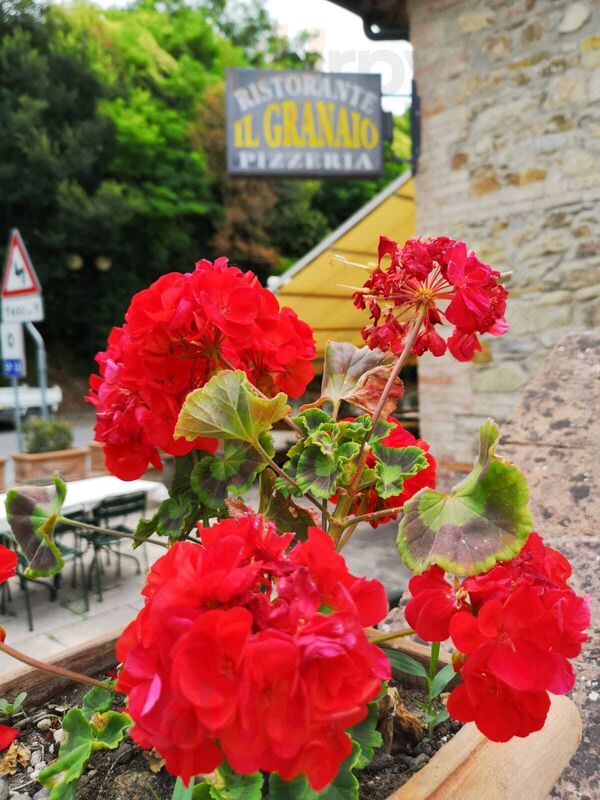 Ristorante Pizzeria Il Granaio, Radicondoli