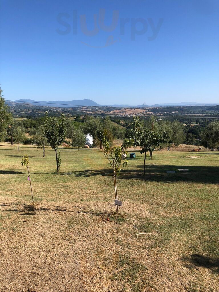Foto di Agriturismo La Collina Degli Ulivi - 6/10