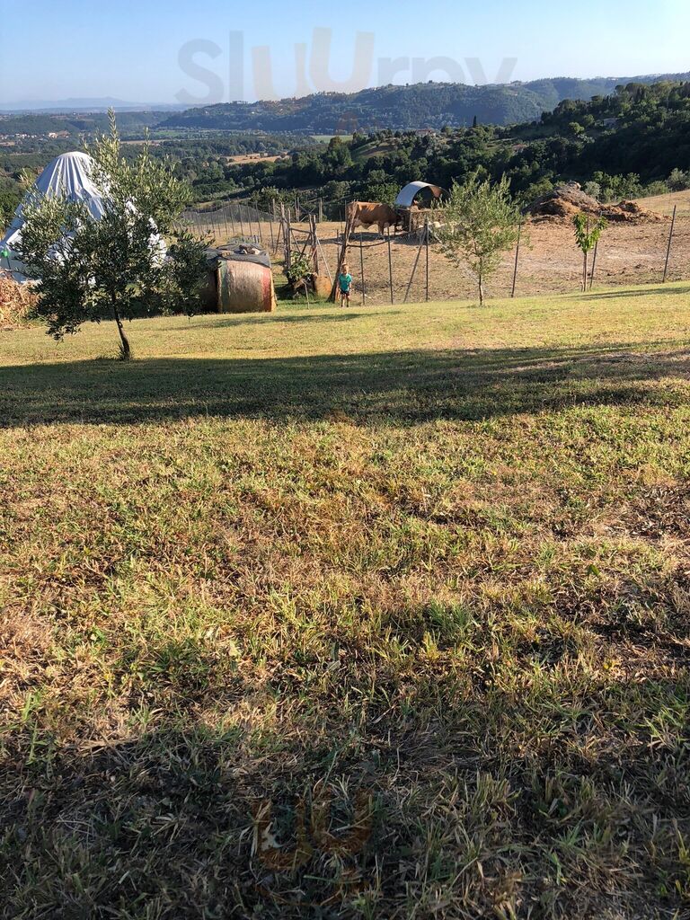 Foto di Agriturismo La Collina Degli Ulivi - 8/10