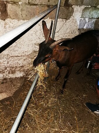 Al Rifugio Della Volpe, Tocco Caudio