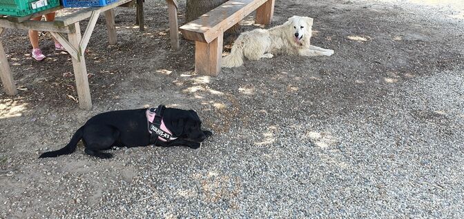 Foto di Agriturismo Il Contadino - 6/10