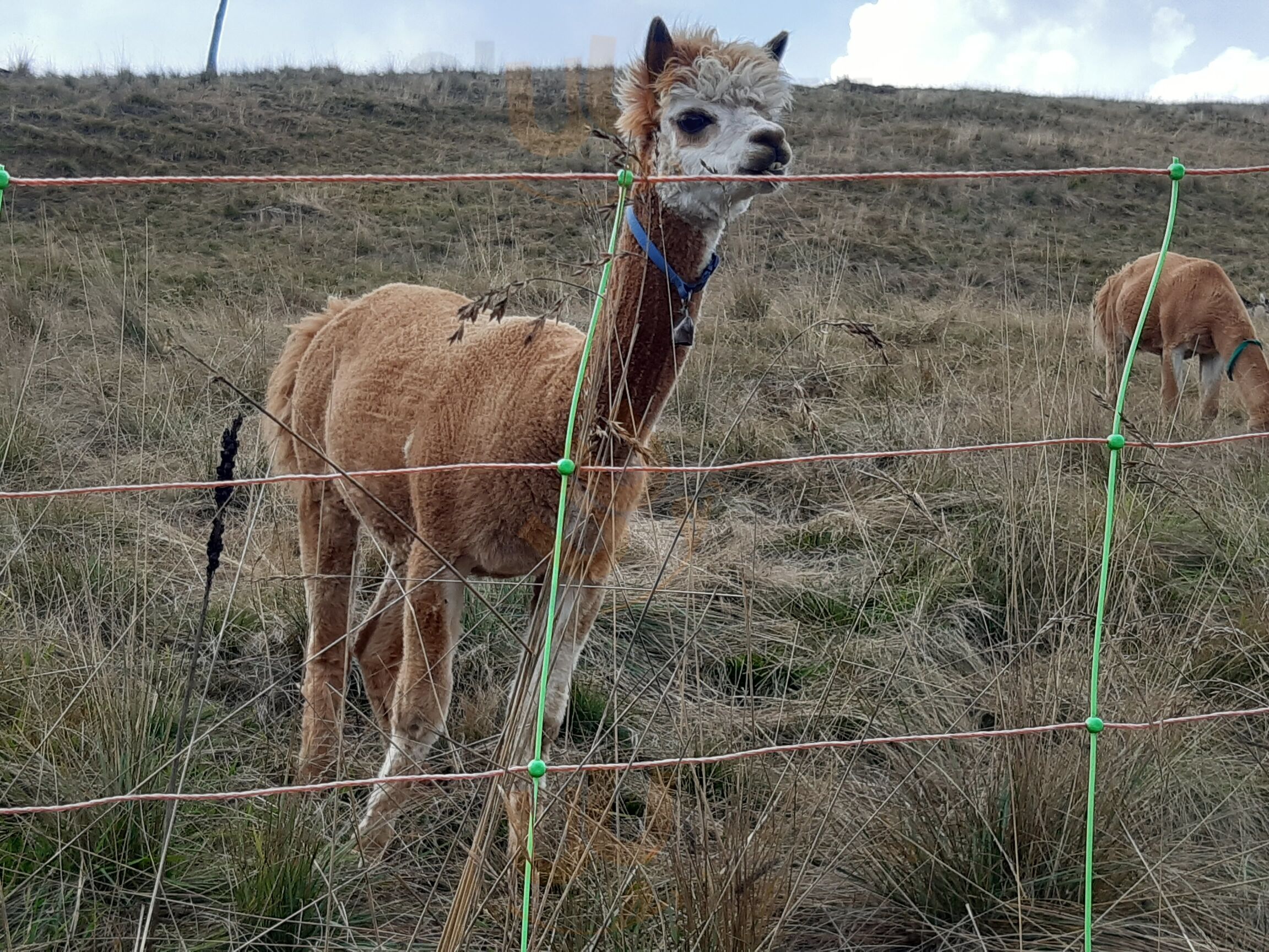 Foto di Agriturismo Delle Viole - 7/10