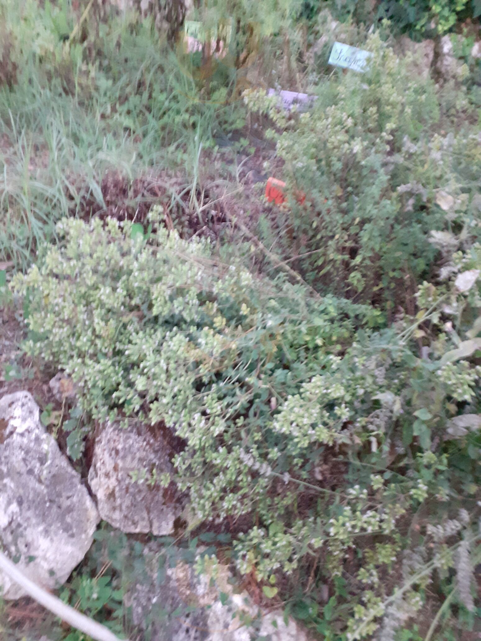 Foto di La Tomatica In Commedia - 7/10