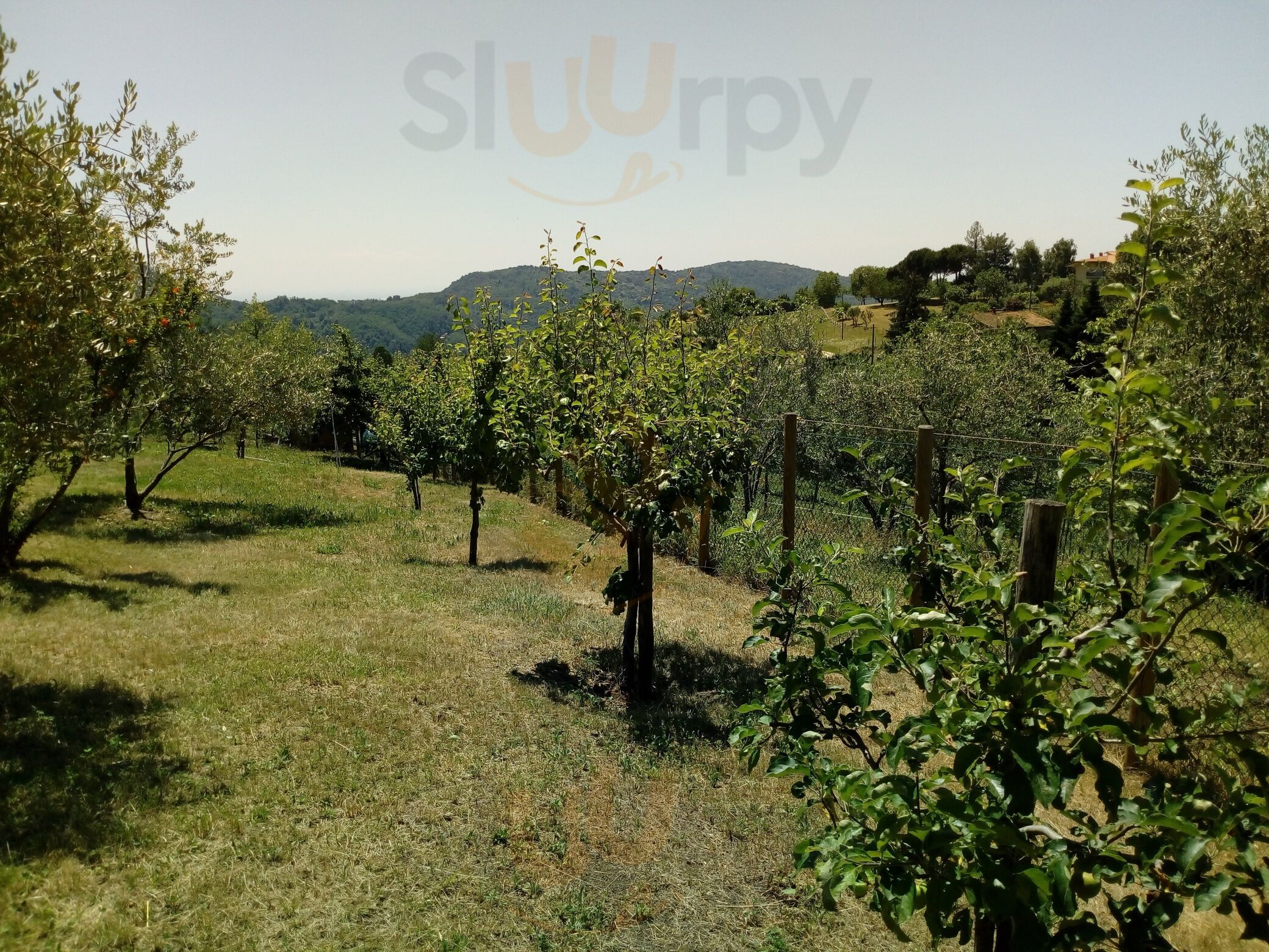 Foto 3 di Agriturismo Ai Sommi