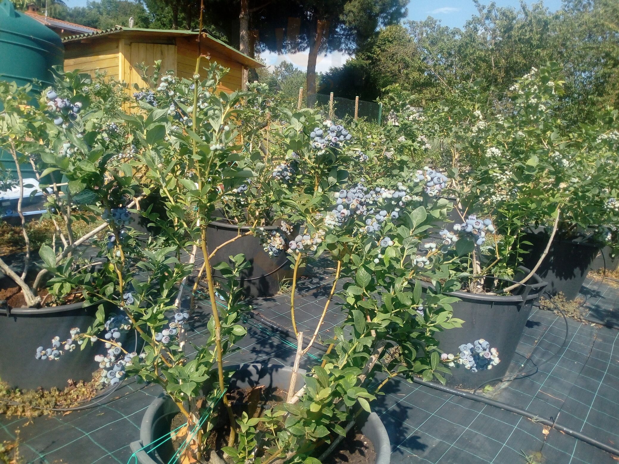 Agriturismo Ai Sommi