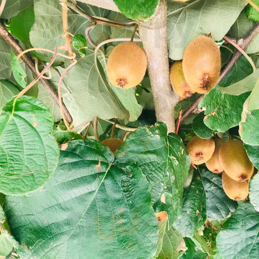 Foto di Masseria Adinolfi - 8/10