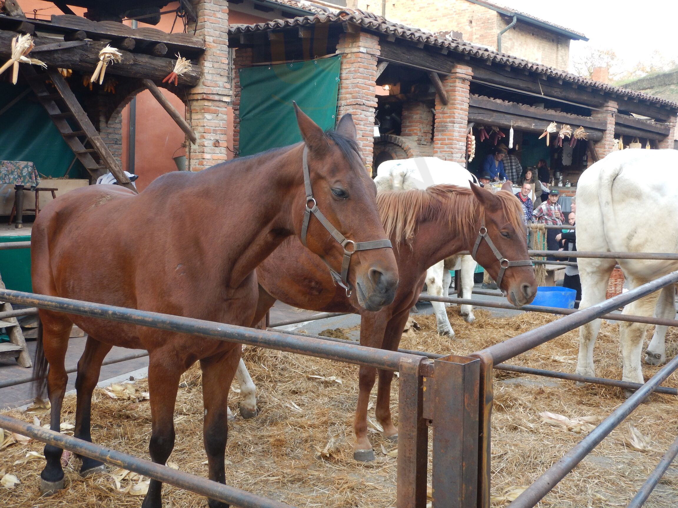 Les Pailles, Pizzighettone