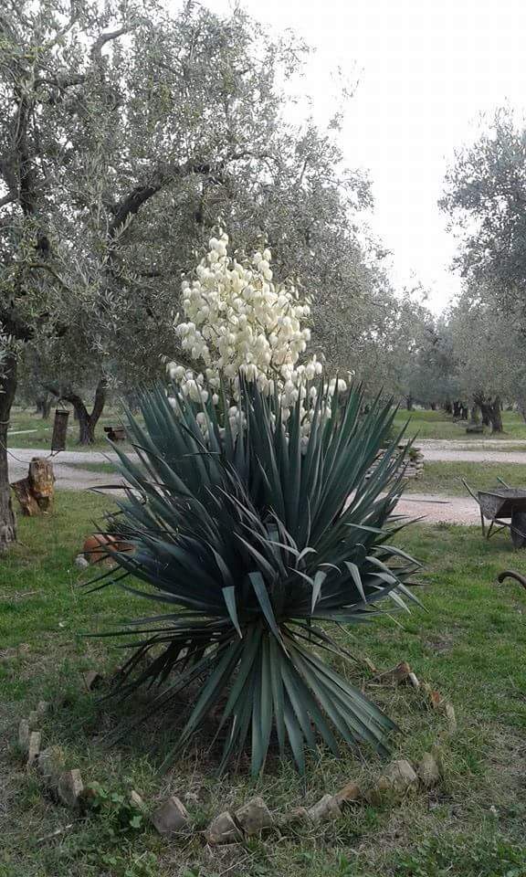 Agriturismo Il Seggio, Lucera